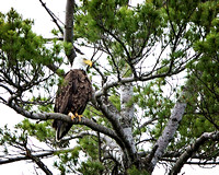 eagle 3
