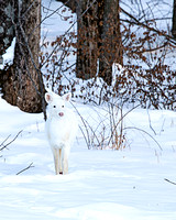 yearling 5