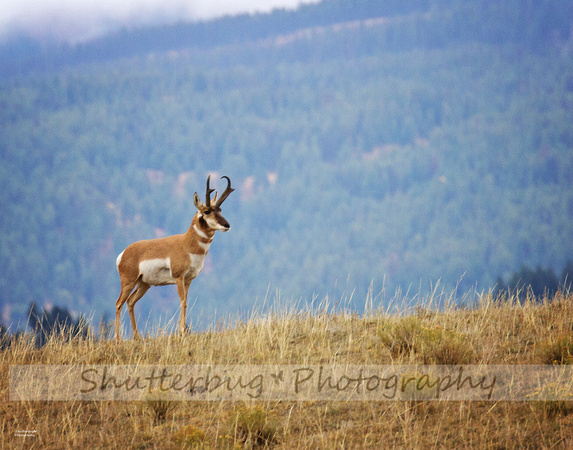 Perfectly Posed Pronghorn