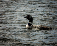 Loon 13