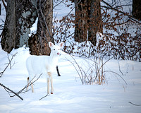yearling 4