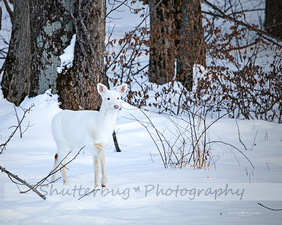 yearling 4