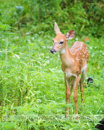 fawn baby-2