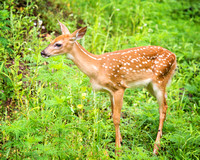 fawn baby-4