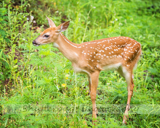fawn baby-4