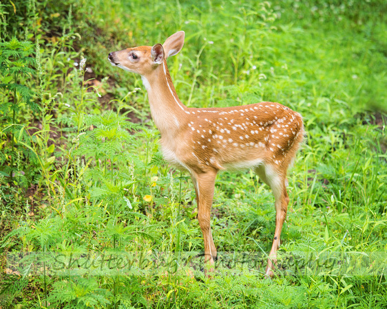 fawn baby-5