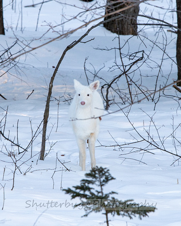 white yearling