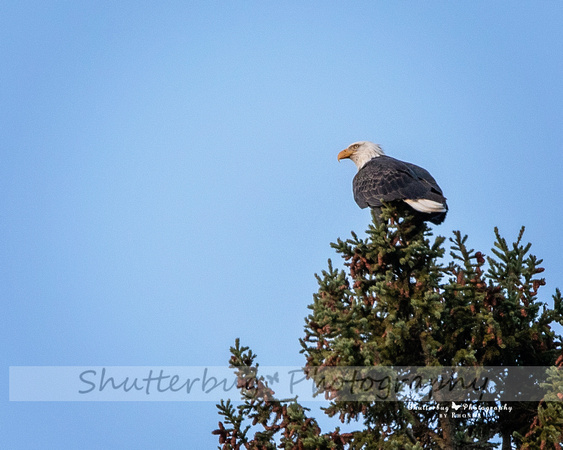 Eagle best