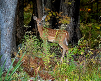 fawn in Oct